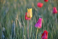 Александрово-Гайская степь: когда природа дарит самоцветы