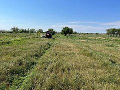 Сосновый бор в районном парке Алгая теперь поливается капельным способом