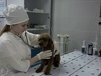 Молодой ветеринар из столицы выбирает простор алгайской степи