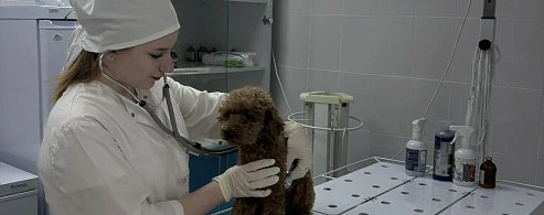 Молодой ветеринар из столицы выбирает простор алгайской степи