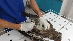 Александровогайские ветеринары спасли раненого степного орла