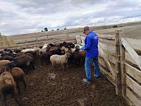 В четырех ЛПХ Александрово - Гайского района выявлен неучтенный скот