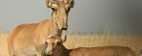 В Александров Гае краснокнижная сайга вытесняет обычных фермеров