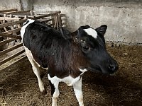 У истоков возрождения  молочного животноводства