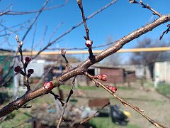 Весеннее преображение алгайской степи