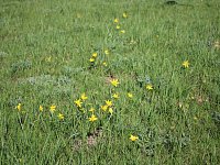 Весеннее преображение алгайской степи