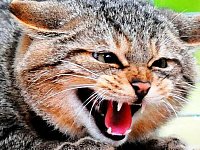 В Александров Гае открыт пункт карантина по бешенству