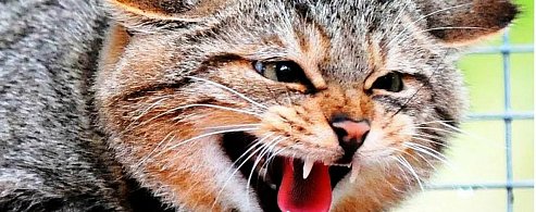 В Александров Гае открыт пункт карантина по бешенству