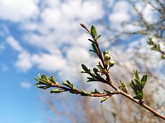 Весеннее преображение алгайской степи