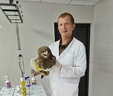 Александровогайские ветеринары спасли раненого степного орла