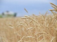 Саратовская область собрала первый миллион тонн зерна урожая–2023