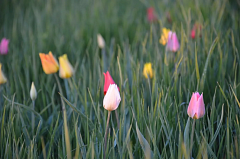 Александрово-Гайская степь: когда природа дарит самоцветы