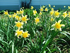 Весеннее преображение алгайской степи