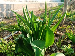 Весеннее преображение алгайской степи