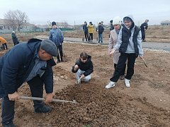 Жители Александров Гая высадили 80 саженцев деревьев