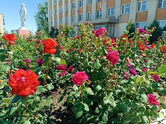 Жители Александров-Гая создали свою уникальную "розовую атмосферу"