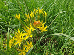 Александрово-Гайская степь: когда природа дарит самоцветы