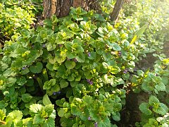 Весеннее преображение алгайской степи