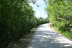 В Александрово-Гайском парке зацвела спирея