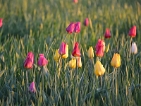 Александрово-Гайская степь: когда природа дарит самоцветы