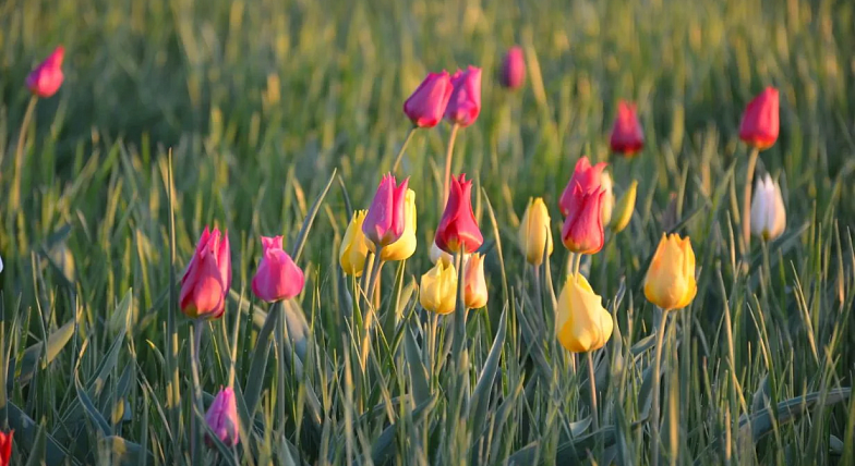 Александрово-Гайская степь: когда природа дарит самоцветы