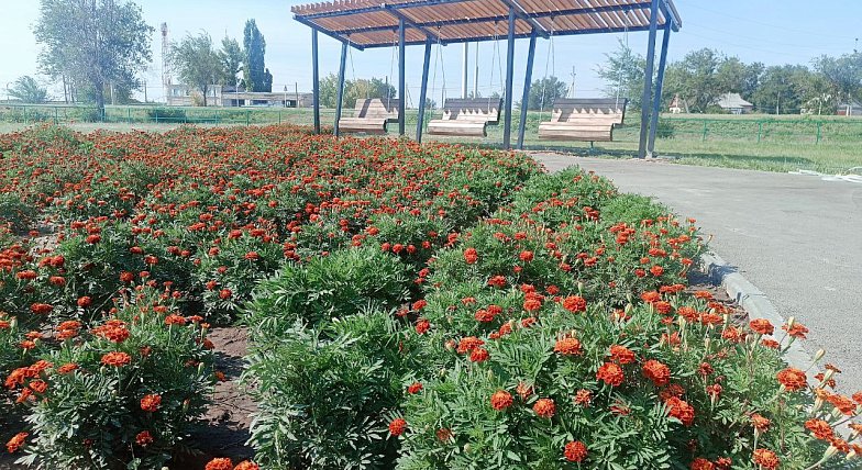 Федеральная программа и местные жители преображают Александров Гай 