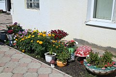 Цветочный салют на улице Рабочей в Александровом Гае
