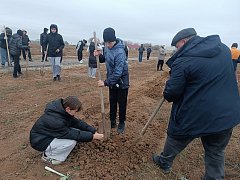 Жители Александров Гая высадили 80 саженцев деревьев