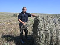 Зелёный оазис посреди июля: в Александрово – Гайском районе продолжается сенокос