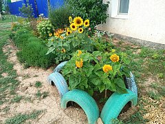 Александровогайцы создают уникальную красоту в своих дворах
