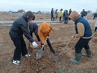 Жители Александров Гая высадили 80 саженцев деревьев