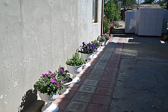 Александровогайцы «рисуют» картины из цветов