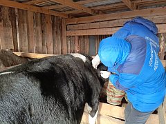 Алгайские ветеринары проводят профилактические мероприятия по вакцинации